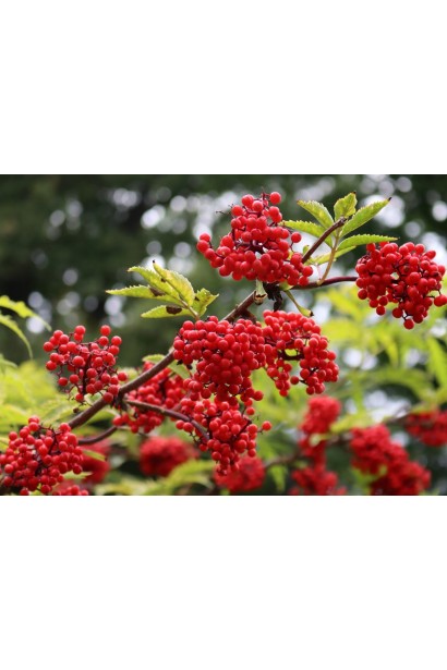 Бузина Плюмоза Ауреа червоні плоди